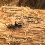 carpenter ants