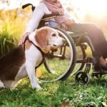 take care of pets