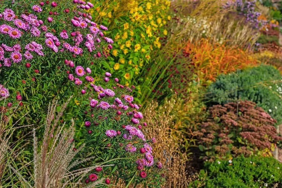 Plant for Great Fall Colors