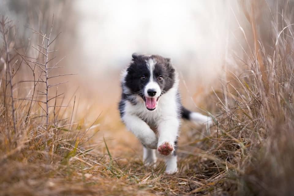 Pets Are an Important Part of Your Life