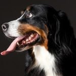 Train a Dog to Behave in The House