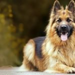 Train your Dog to Be Good in the House
